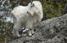 BIG - Mt Rushmore & Crazy Horse & Bison Safari-Needles-Iron Mtn