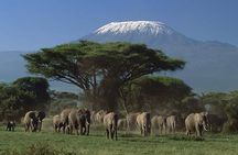 3 Days Kilimanjaro & Tsavo special safari