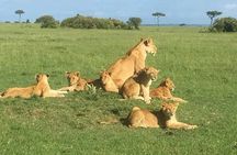 3 Days Maasai Mara safari