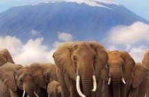 3 Days Kilimanjaro & Tsavo special safari