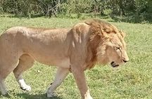 3 Days Kilimanjaro & Tsavo special safari