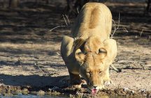 3 Day Central Kalahari Game Reserve Safari Tour