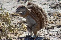 3 Day Central Kalahari Game Reserve Safari Tour