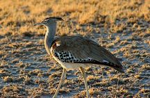 3 Day Central Kalahari Game Reserve Safari Tour