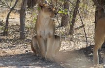 Moremi One Day Game Drive Safari