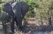 Moremi One Day Game Drive Safari
