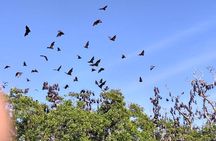 Pauls Flores Tour Labuan Bajo to Ende Flores Land Tour inland by Car 6 Days