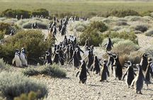 Puerto Madryn: VALDÉS PENINSULA with visit to the Magellanic penguin colony