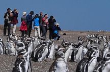 Puerto Madryn: VALDÉS PENINSULA with visit to the Magellanic penguin colony