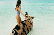 Exuma Elite Escape: Luxury Fly-In Pig Beach Adventure - 7 Stops