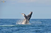 Whale Watching Expedition