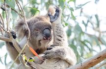 Phillip Island Penguin Parade Day Trip with Koalas from Melbourne