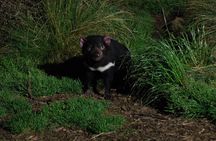 After Dark Tasmanian Devil Feeding Tour at Cradle Mountain