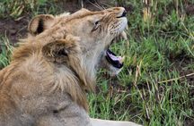 3 Day 2 Night Mikumi National Park + Masai culture