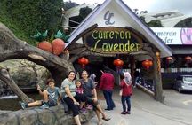 Cameron Highlands Sunrise Discovery 