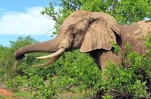 3 Days 2 Nights Safari to Mikumi National Parks by bus transfer