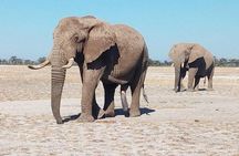 3 Days 2 Nights Safari to Mikumi National Parks by bus transfer