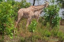 3 Days, Mikumi National park safari, by private transfer