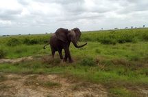 3 Days, Mikumi National park safari, by private transfer