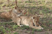 3 Days, Mikumi National park safari, by private transfer