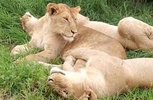 3 Days, Mikumi National park safari, by private transfer