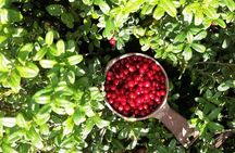 Berry Picking in a National Park