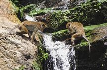 Safari at Wilpattu National Park from Negombo (Private Day Tour)