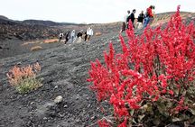 Etna Morning Trip