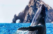 Whale Watching Tour in Los Cabos