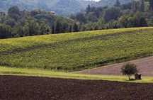 Winetour and tasting on Bologna hills, guided by the wine grower
