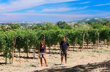 Winetour and tasting on Bologna hills, guided by the wine grower