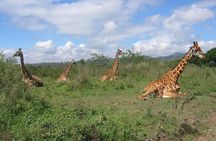 Arusha National Park Day Tour with Walking Safari & Canoeing 