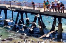 Valpo in 1 day: Authentic + Famous! Semi-private walking tour & public transport