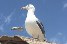 morocco 12 days 11 night desert tour from agadir