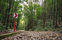 BOHOL Tour 2025 - Chocolate Hills, Tarsier and River Cruise Lunch