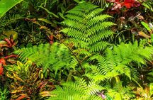 Barbados Botanical Tour