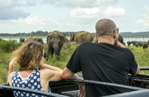 Half Day Minneriya National Park Safari from Dambulla