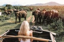 Half Day Minneriya National Park Safari from Dambulla