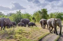 Half Day Minneriya National Park Safari from Dambulla
