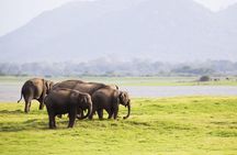 Half Day Minneriya National Park Safari from Habarana