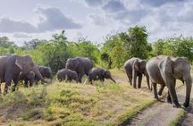 Half Day Minneriya National Park Safari from Habarana