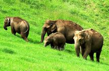 Munnar Site-seeing Tour