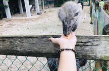 Johor Day Tour - Ostrich Farm, Beach, Waterfall, Fireflies [Car]