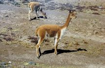 Colca Full Day Group Tour