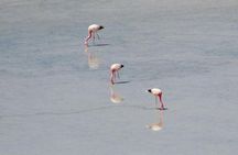 Day Tour to Laguna de Salinas