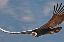 Private Colca Full-Day Tour from Arequipa