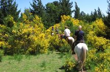 Horseback Trailride Excursion