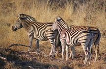 5 Day Kruger Park Budget Safari