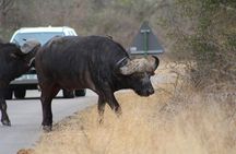5 Day Kruger Park Budget Safari