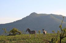 5 Day Kruger Park Budget Safari